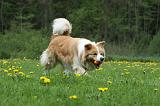BORDER COLLIE 941